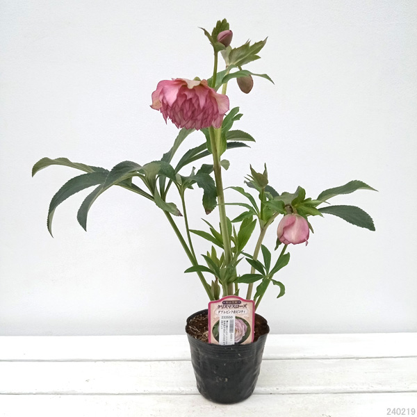 園芸ネット本店｜杉光園芸さんのクリスマスローズ：多弁系24-05ピンク