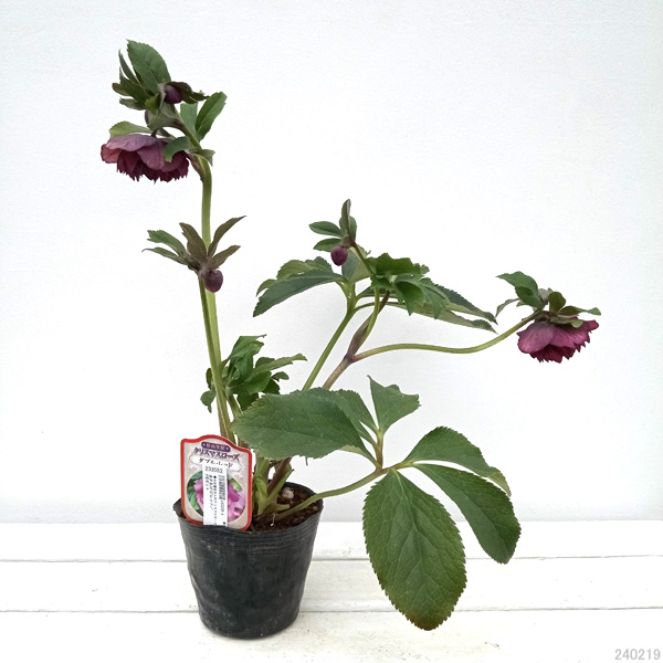 園芸ネット本店｜杉光園芸さんのクリスマスローズ：多弁系24-07レッド