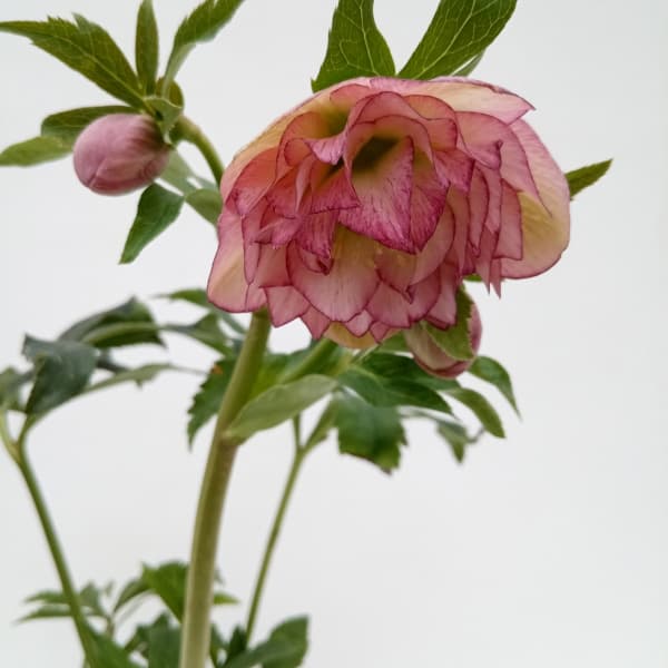 園芸ネット本店｜杉光園芸さんのクリスマスローズ：多弁系24-29ピンク