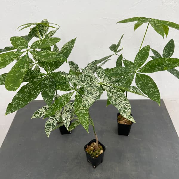 園芸ネット本店｜パキラ：アクアティカ 斑入り（実生株） 2.5号ポット