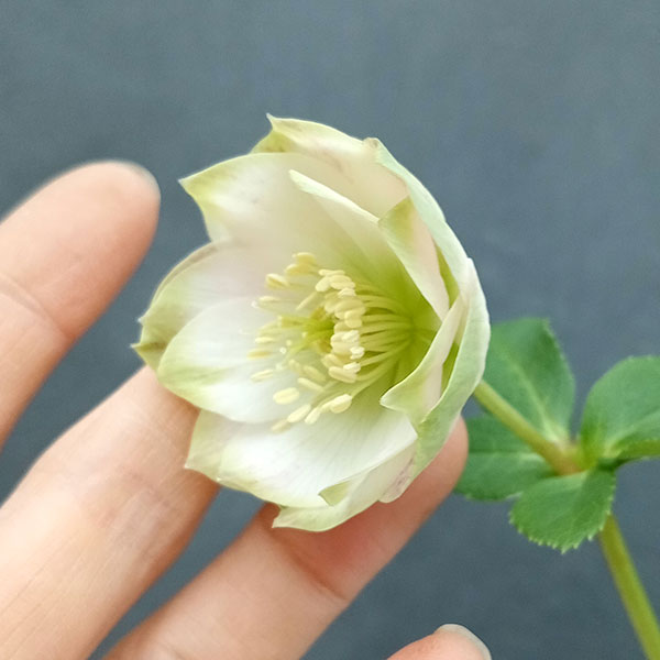 園芸ネット本店｜曽田園芸さんのクリスマスローズ：24-04利休かすり／4