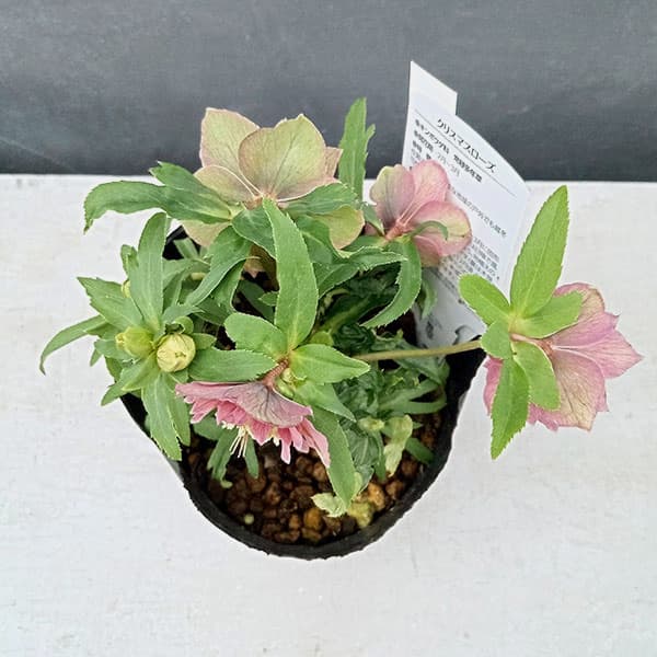 園芸ネット本店｜曽田園芸さんのクリスマスローズ：24-10小輪多花系／4