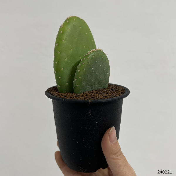 園芸ネット本店｜オプンチア：クィテンシス 3号鉢植え の通販【公式】