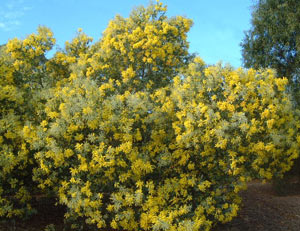 園芸ネット本店｜アカシア：パールアカシア3-3.5号ポット の通販【公式】