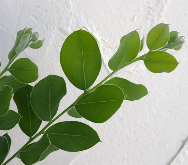 園芸ネット本店｜アカシア：パールアカシア7号ポット樹高1.2m の通販