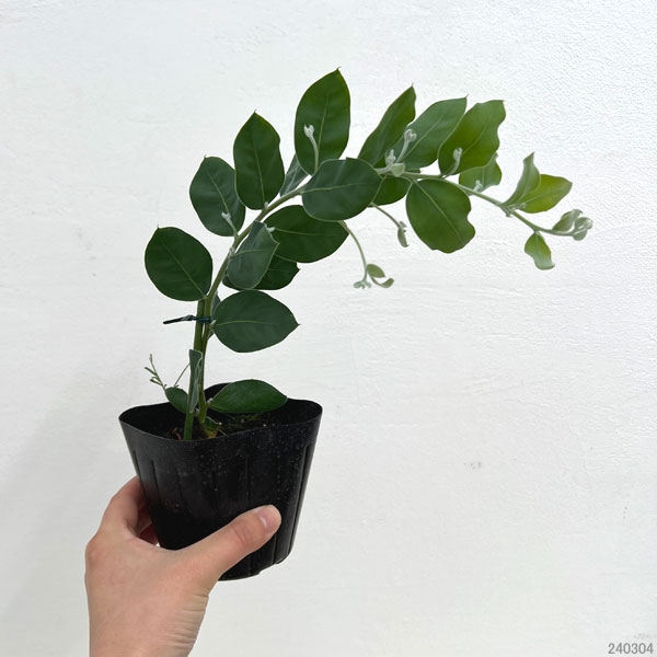 園芸ネット本店｜アカシア：パールアカシア3-3.5号ポット の通販【公式】