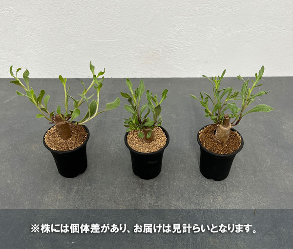 園芸ネット本店｜オトンナ：ロバタ 2.5号鉢植え の通販【公式】
