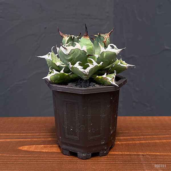 園芸ネット本店｜[ザ・ファームセレクト]アガベ：チタノタ 姫巌竜 3号