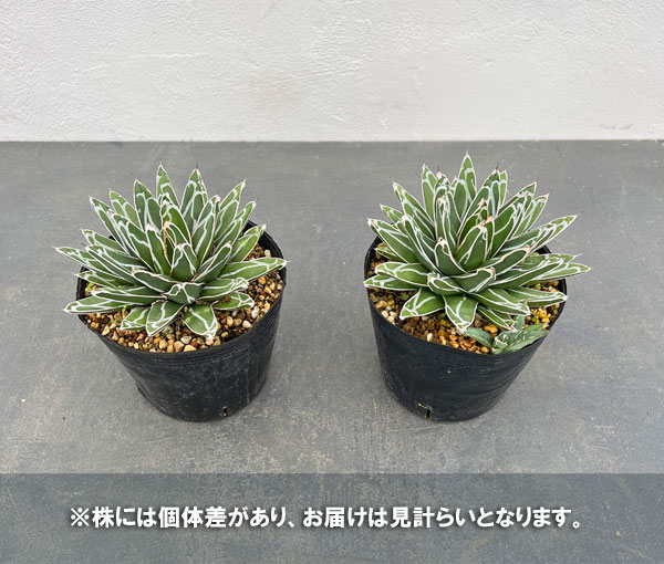 園芸ネット本店｜アガベ：姫笹の雪 5号鉢植え の通販【公式】