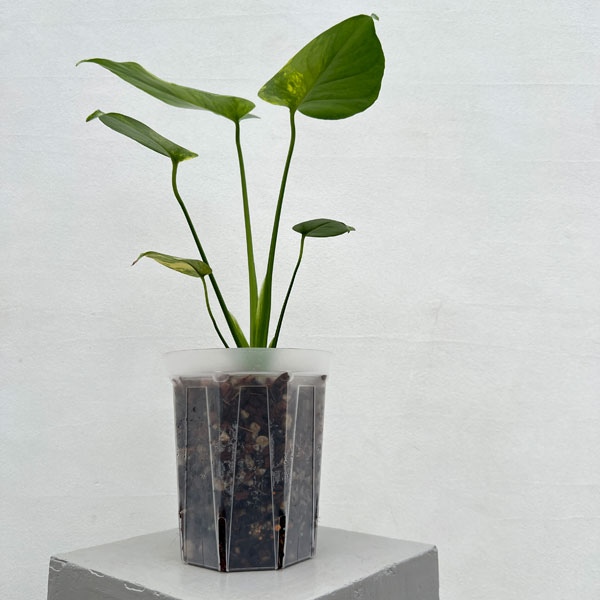 園芸ネット本店｜モンステラ：デリシオーサ イエローマリリン 5号