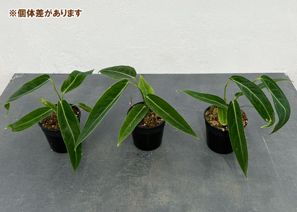 園芸ネット本店｜[ザ・ファームセレクト]アンスリウム：ワロクアナム