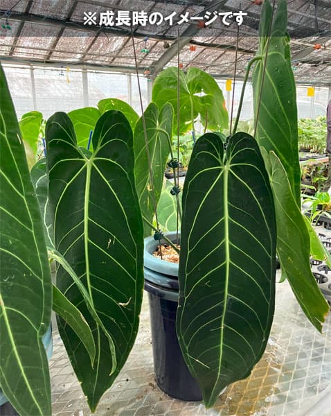 園芸ネット本店｜[ザ・ファームセレクト]アンスリウム：ワロクアナム