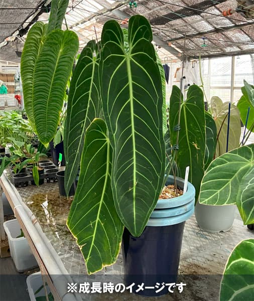 園芸ネット本店｜[ザ・ファームセレクト]アンスリウム：ワロクアナム