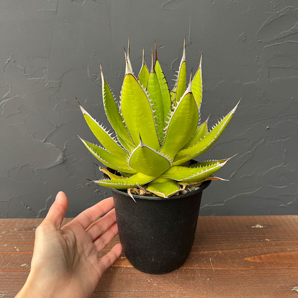 園芸ネット本店｜アガベ：ホリダ 4号鉢植え* の通販【公式】