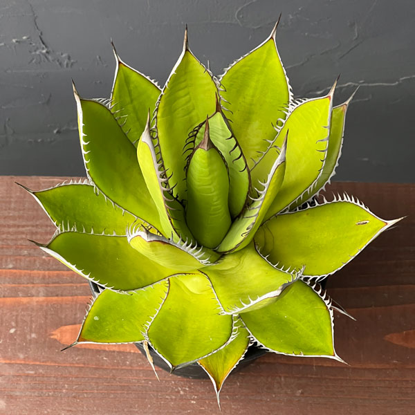 園芸ネット本店｜アガベ：ホリダ 4号鉢植え* の通販【公式】