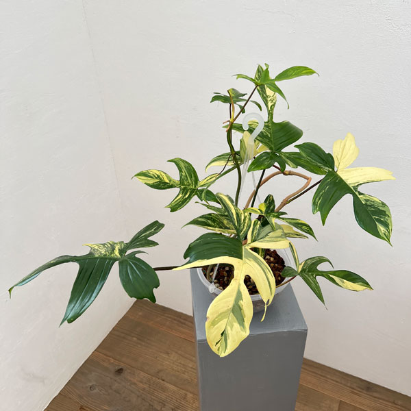 園芸ネット本店｜フィロデンドロン：フロリダビューティー（斑入） 7号