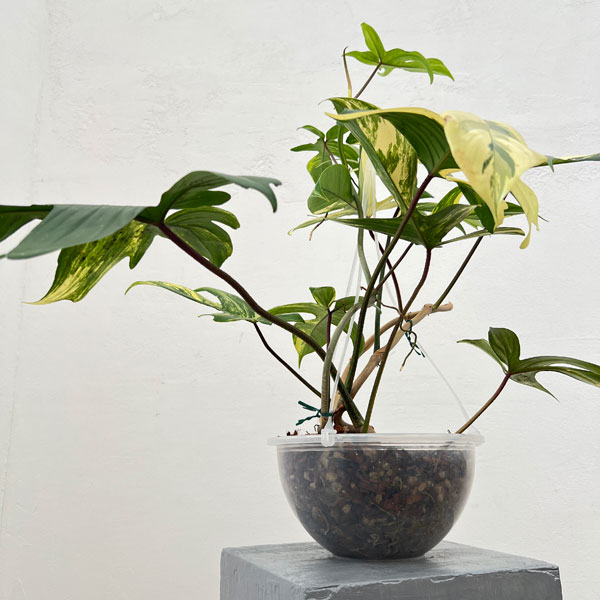 園芸ネット本店｜フィロデンドロン：フロリダビューティー（斑入） 7号