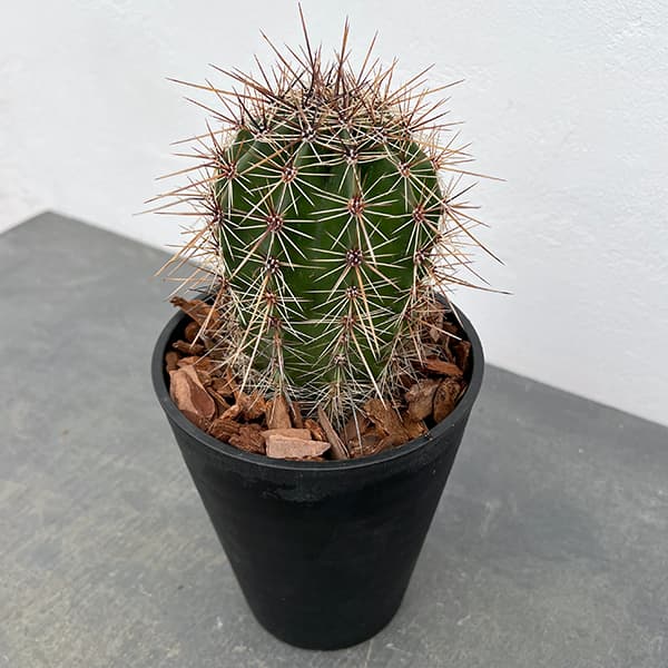 園芸ネット本店｜サボテン：弁慶柱 （べんけいちゅう） 5号鉢植え の