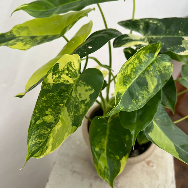 園芸ネット本店｜[ザ・ファームセレクト]フィロデンドロン：バール