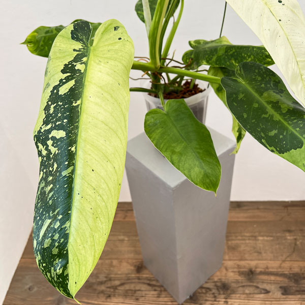 園芸ネット本店｜フィロデンドロン：ジョセボーノ（斑入り） 6号ポット