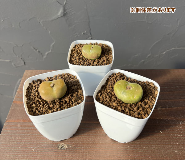 園芸ネット本店｜コノフィツム：マウガニー 2.5号鉢植え* の通販【公式】