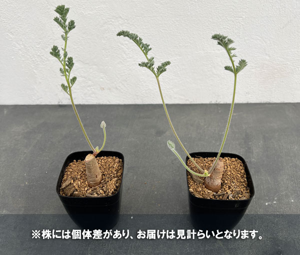 園芸ネット本店｜ペラルゴニウム：トリステ 2.5号鉢植え の通販【公式】