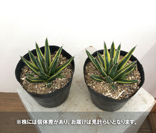 園芸ネット本店｜アガベ：ササノユキ ニシキ（笹の雪錦）4号ポット の