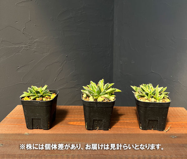 園芸ネット本店｜アガベ：笹の雪 輝山 8cmスクエア鉢 の通販【公式】