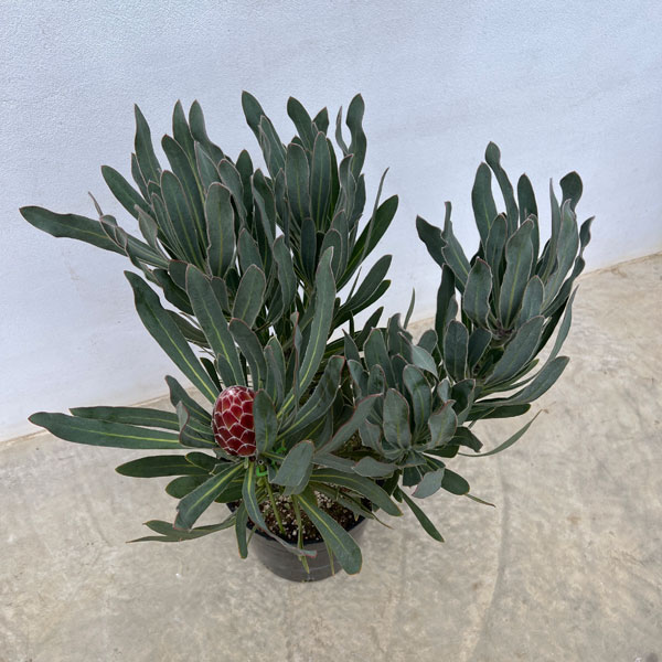 園芸ネット本店｜[ザ・ファームセレクト]プロテア：ポッサムマジック7