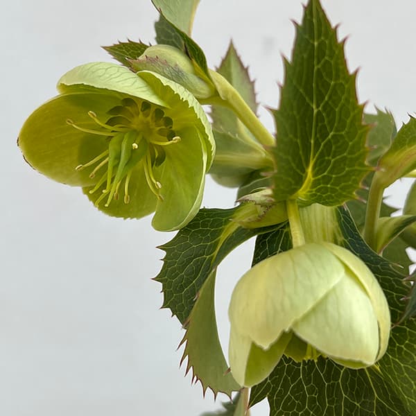 園芸ネット本店｜クリスマスローズ（原種系）：アーグチフォリウス3.5