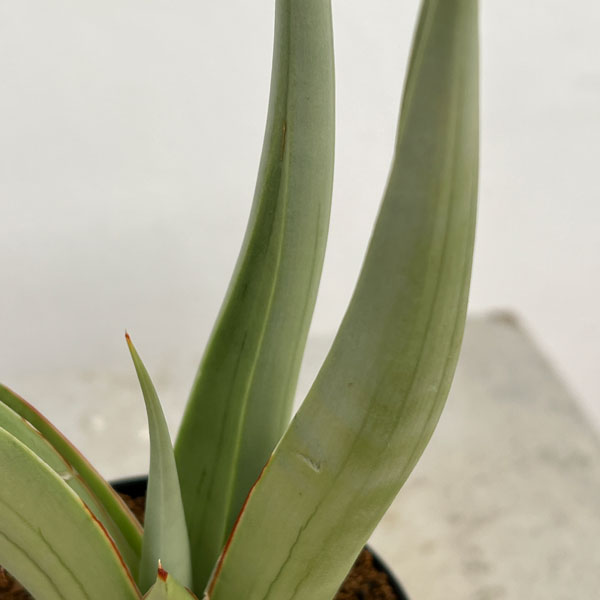 園芸ネット本店｜[ザ・ファームセレクト]サンセベリア：チャニン 2.5号