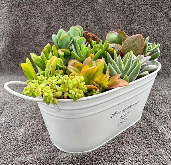 園芸ネット本店｜[送料無料]多肉寄せ植えブリキのホワイトバスケット幅