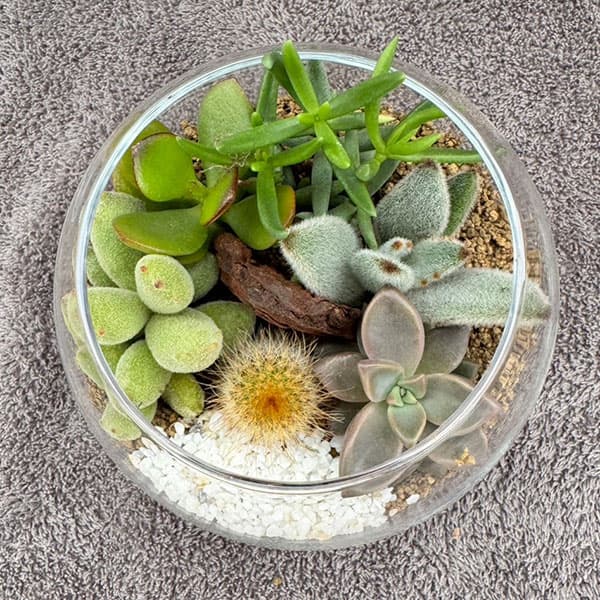 園芸ネット本店｜[送料無料]多肉寄せ植えガラスボールSS直径10cm の