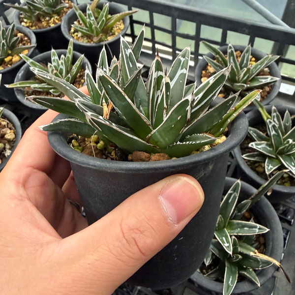 園芸ネット本店｜アガベ：笹の雪 3号鉢植え の通販【公式】