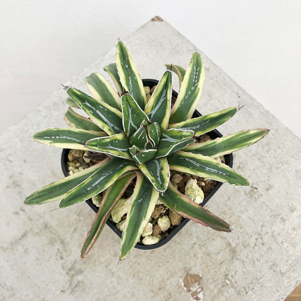 園芸ネット本店｜アガベ：笹の雪 輝山 8cmスクエア鉢24-01 の通販【公式】