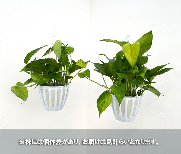 園芸ネット本店｜ポトス：テルノラコントル 5号吊り鉢 の通販【公式】