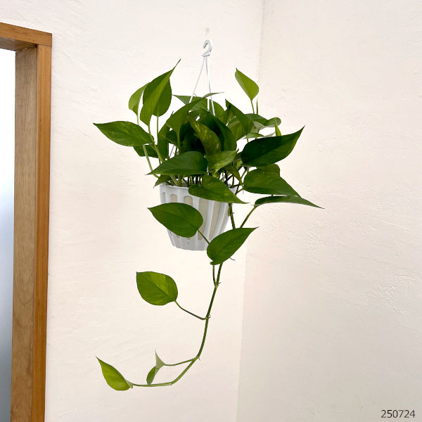 園芸ネット本店｜ポトス：テルノラコントル 5号吊り鉢 の通販【公式】