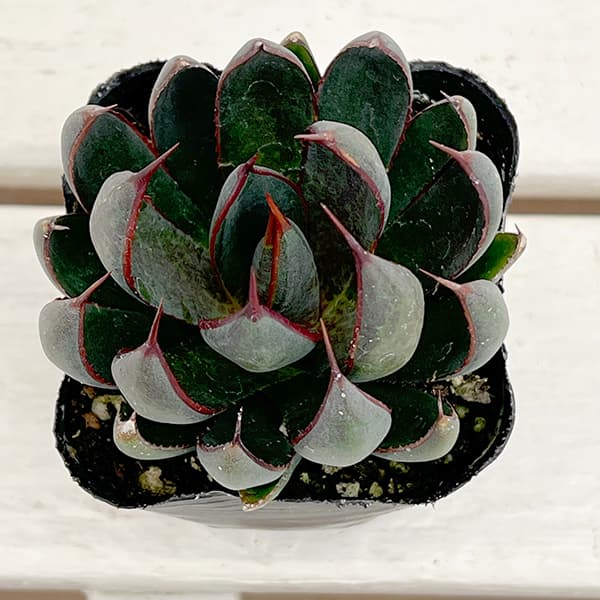 園芸ネット本店｜[26年4月下旬予約]マンガベ：プレイングハンズ3号