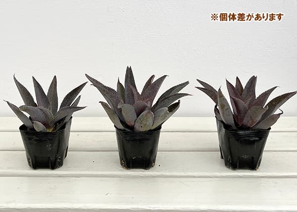 園芸ネット本店｜マンガベ：パープルピープルイーター3号ポット の通販