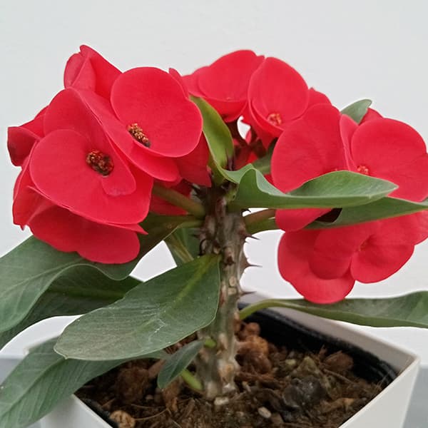 園芸ネット本店｜ハナキリン：八福神 赤系 4号ポット の通販【公式】