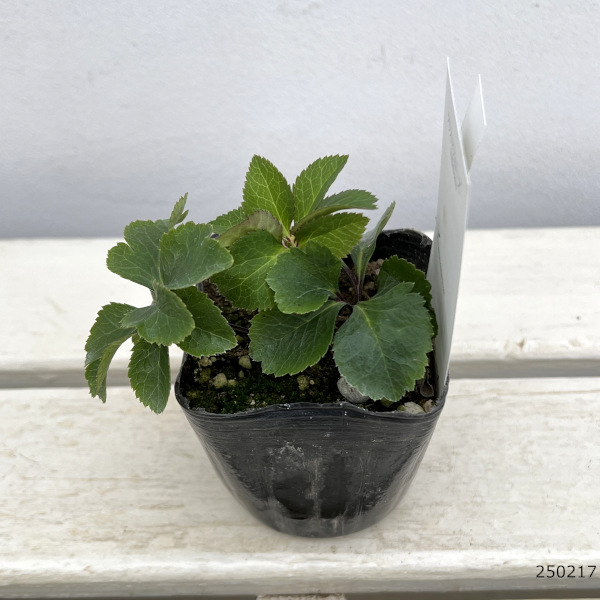 園芸ネット本店｜【お1人様1ポット】大和園さんのクリスマスローズ：24