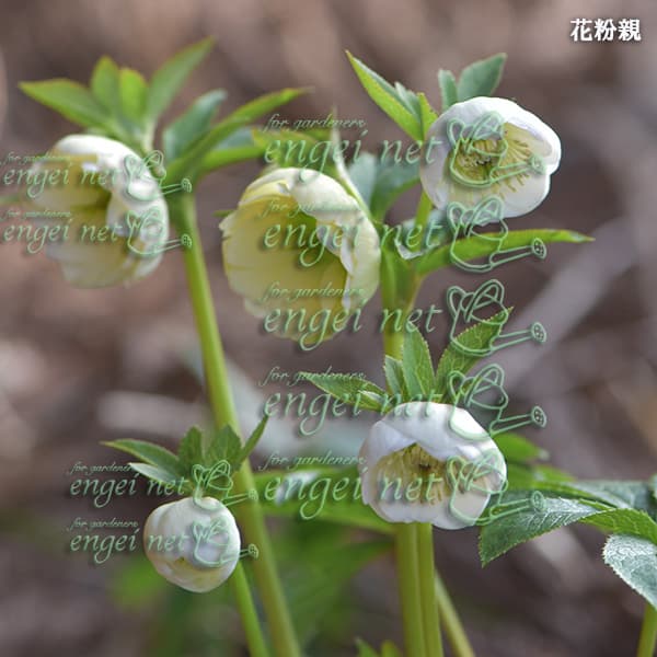 園芸ネット本店｜【お1人様1ポット】大和園さんのクリスマスローズ：24