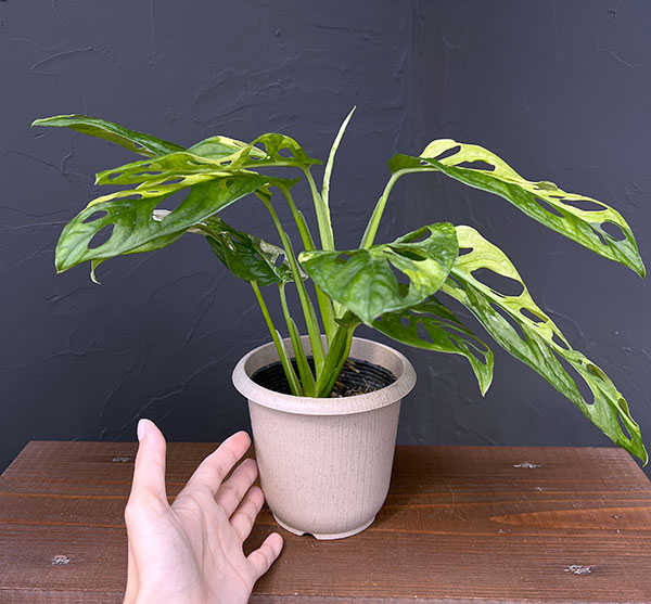 園芸ネット本店｜[ザ・ファームセレクト]マドカズラ：斑入り 4号25-02