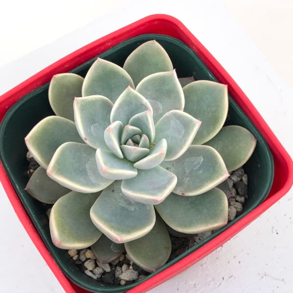 園芸ネット本店｜グラプトベリア：ピンクプリティ 3.5号ポット* の通販