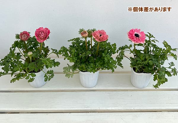 園芸ネット本店｜アネモネ：momo（桃・モモ）3.5号ポット の通販【公式】