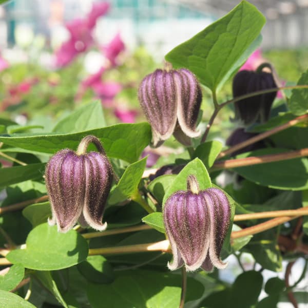 園芸ネット本店｜クレマチス：フスカ3.5号ロングポット（ビオルナ系