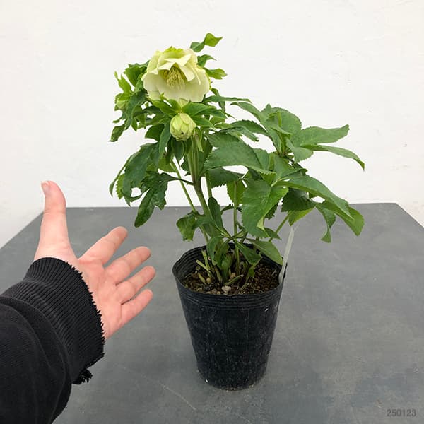 園芸ネット本店｜若泉ファームさんのクリスマスローズ：25-01