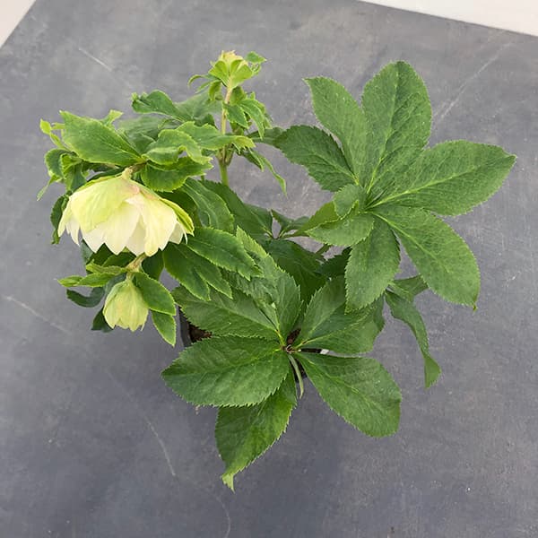 園芸ネット本店｜若泉ファームさんのクリスマスローズ：25-01