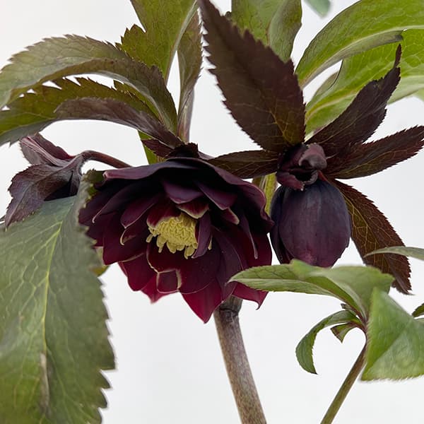 園芸ネット本店｜若泉ファームさんのクリスマスローズ：25-16雅