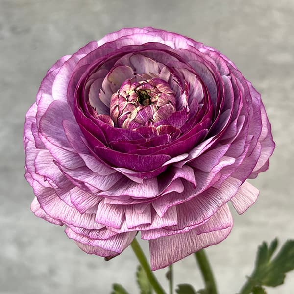 園芸ネット本店｜ラナンキュラス：サクセス ノンノアントニオ5号ロング